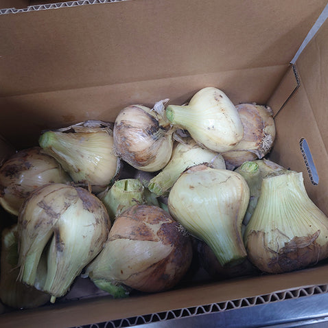 《予約販売 3月下旬発送予定 / 訳あり》納豆菌栽培 淡路島産新玉ねぎ 4.8kg【兵庫県淡路島産】