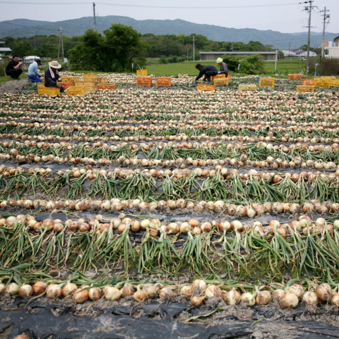 《予約販売 / 6月上旬発送予定》淡路島の極味玉ねぎ 3kg【兵庫県南あわじ産】