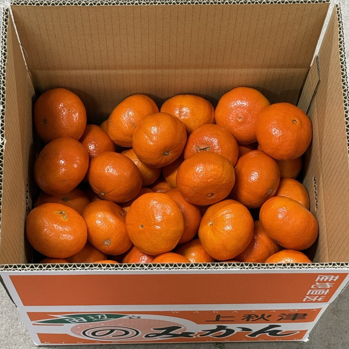 《数量限定》希少なみかん 紅ばえ Lサイズ　5kg【和歌山県田辺産】