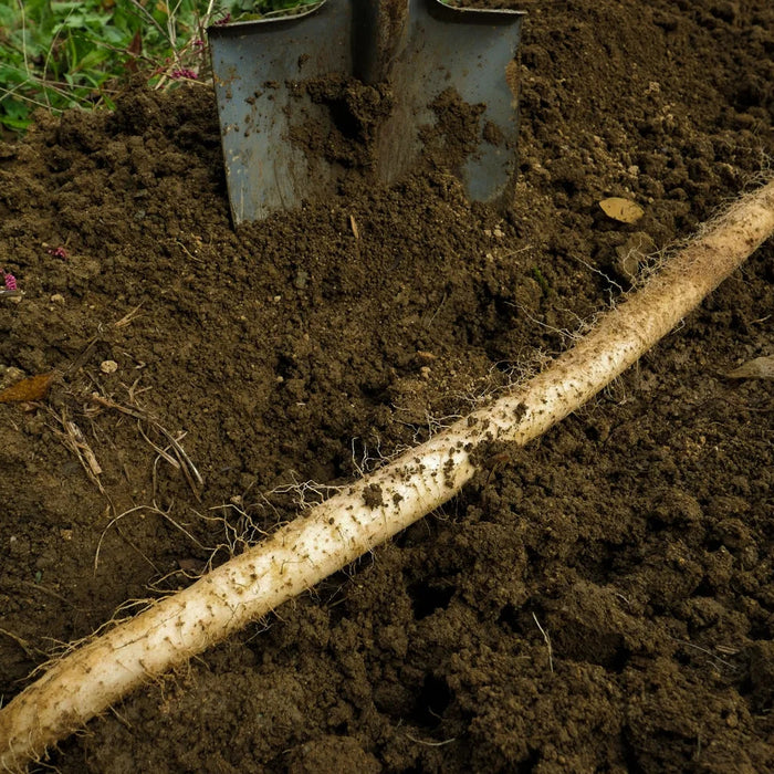 《家庭用》粘り、別格。里山が育てた極上自然薯　飛鳥自然薯 一白 -IPPAKU- 150g【奈良県明日香村産】
