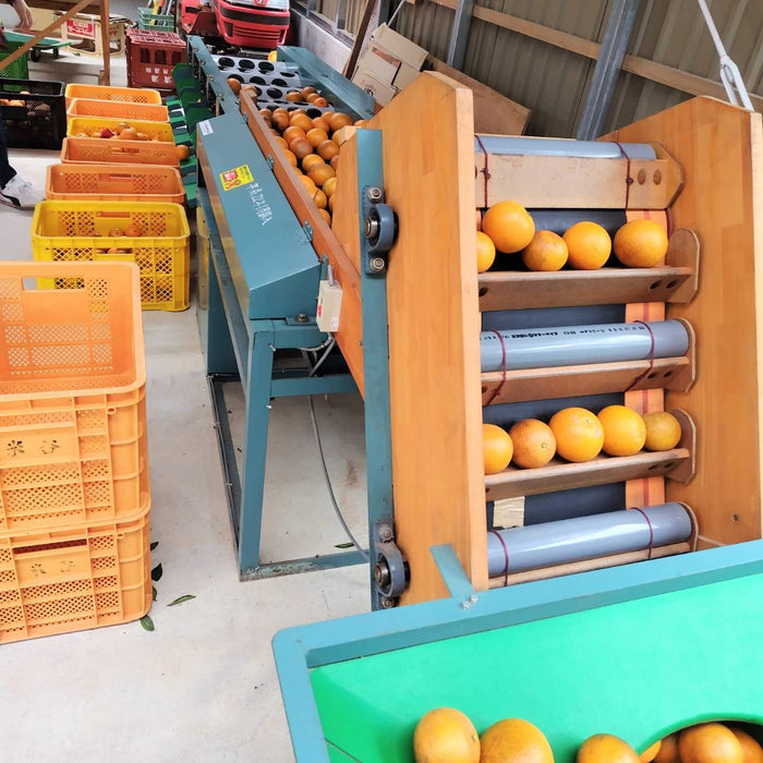 《予約販売》南国の太陽が育んだ濃厚な甘さと芳醇な香り タンカン 5kg【鹿児島県徳之島産】