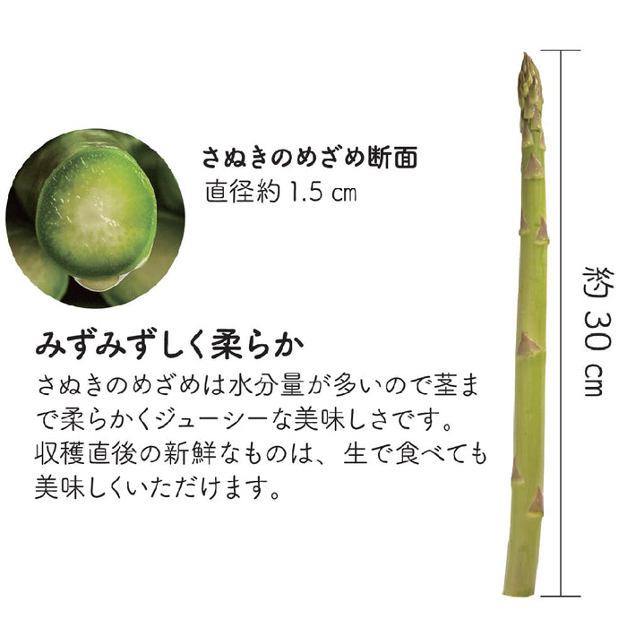 噂のアスパラガス　さぬきのめざめ　1㎏【香川県三豊産】