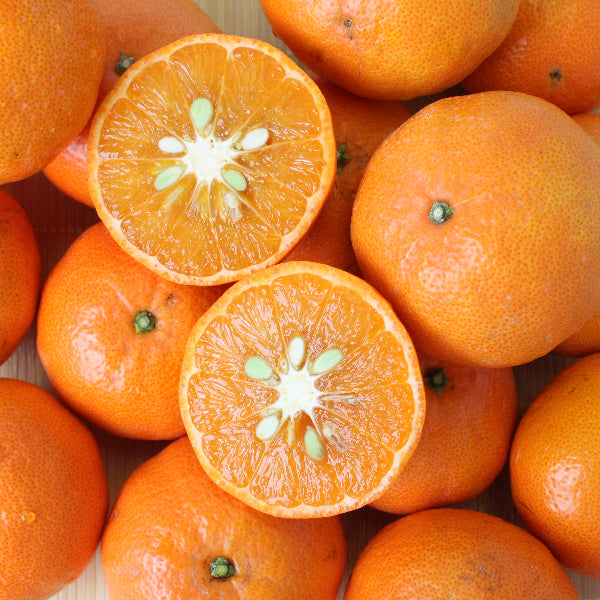 《数量限定》希少なみかん 紅ばえ 2Lサイズ　10kg【和歌山県田辺産】