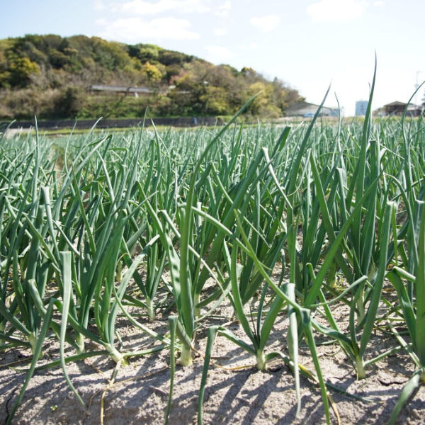 《予約販売 / 5月下旬発送》ひょうご安心ブランド認証　幻の真っ白な淡路島たまねぎ　3kg【兵庫県淡路島産】
