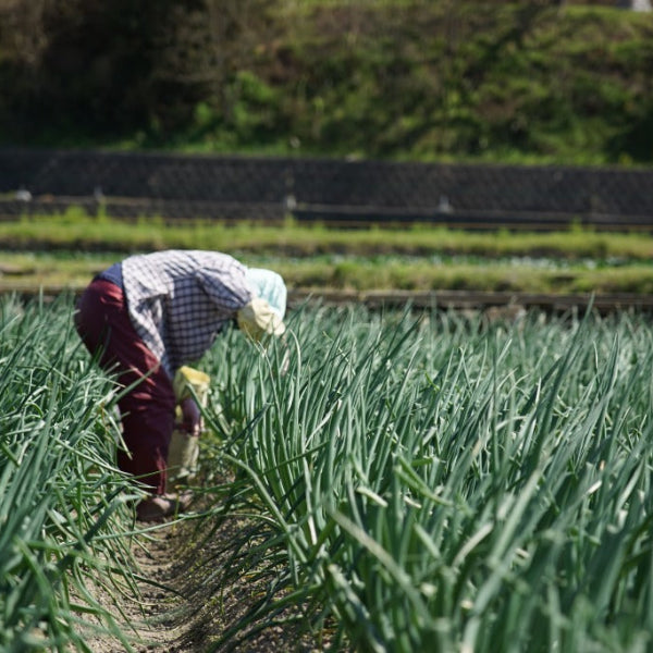 《予約販売 / 5月下旬発送》ひょうご安心ブランド認証　幻の真っ白な淡路島たまねぎ　3kg【兵庫県淡路島産】