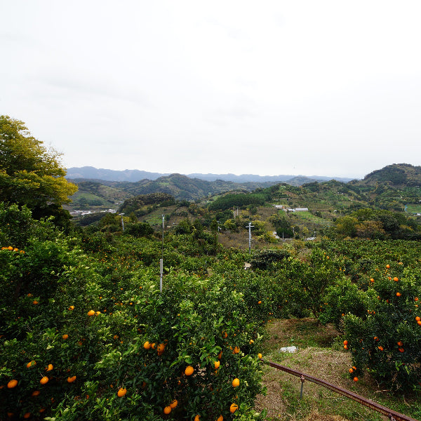 《予約販売／訳あり》贅沢みかんの不知火 8kg 【和歌山県田辺産】