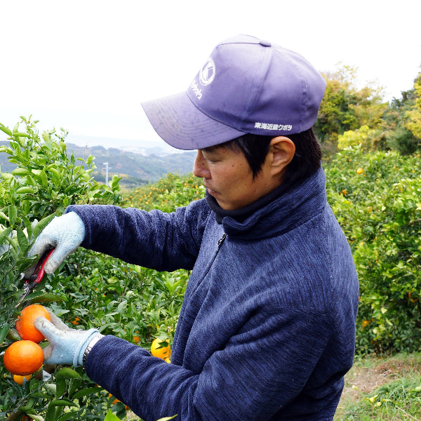 《予約販売／訳あり》贅沢みかんの不知火 8kg 【和歌山県田辺産】
