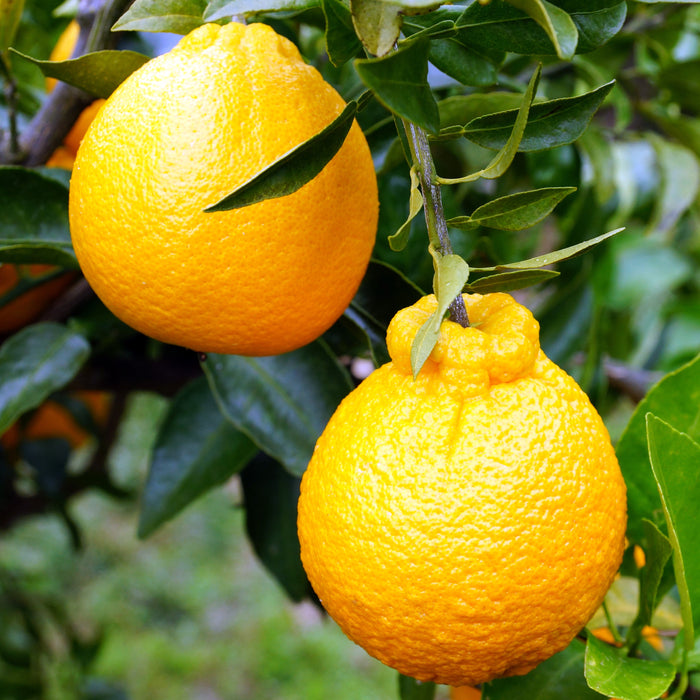 《予約販売／訳あり》贅沢みかんの不知火 8kg 【和歌山県田辺産】