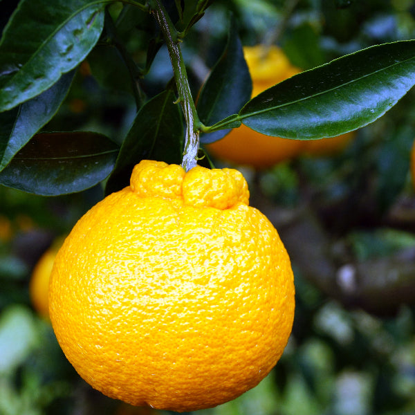 《予約販売／訳あり》贅沢みかんの不知火 8kg 【和歌山県田辺産】