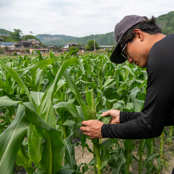 《予約販売 / 6月下旬発送》朝採れ直送、かじると果汁が弾ける とうもろこしプレミアム味来 5本【兵庫県佐用産】