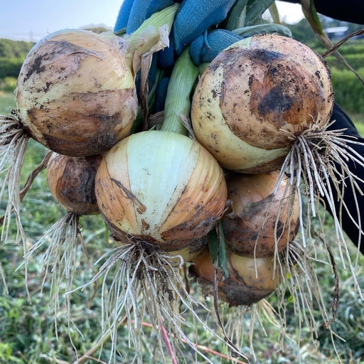 K.ファーム厳選！淡路島『歩』新玉ねぎ　5kg【兵庫県淡路島産】