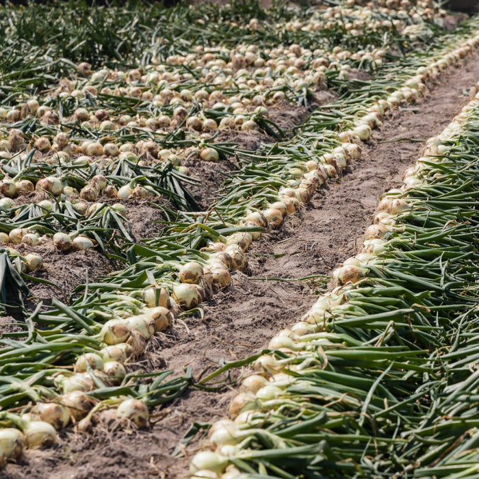 淡路島の極味玉ねぎ 新玉ねぎ 10kg【兵庫県南あわじ産】