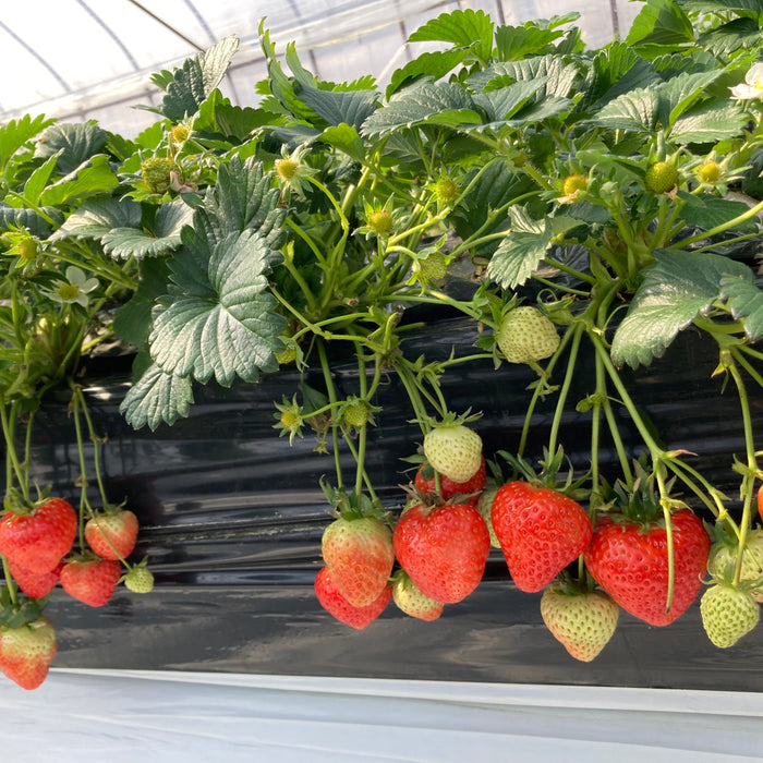 希少な赤い宝石　あすかルビー 1kg【奈良県明日香村産】