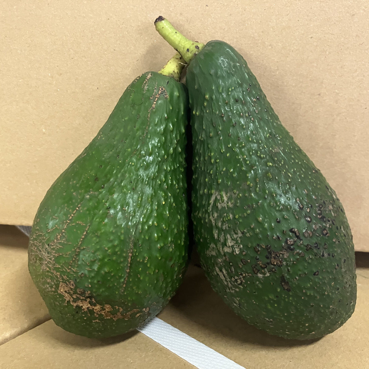 訳あり》南国の太陽を浴びた濃厚クリーミーな味わい アボカド 1