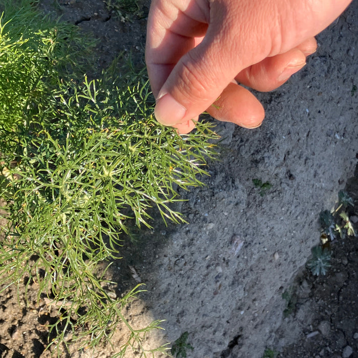 《予約販売 / 3月中旬発送予定》爽やかな甘い香りのハーブ 淡路島の風が育てたフェンネル 800g【兵庫県淡路島産】