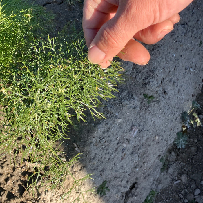 爽やかな甘い香りが料理を格上げ 淡路島の風が育てたフェンネル 3玉（鱗茎付）【兵庫県淡路島産】