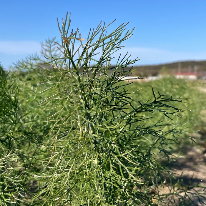 《予約販売 / 3月中旬発送予定》爽やかな甘い香りのハーブ 淡路島の風が育てたフェンネル 800g【兵庫県淡路島産】
