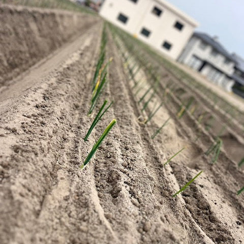 こだわりの淡路島玉ねぎ 糖度は果物級！甘くてジューシーな極上たまねぎ20kg【兵庫県南あわじ産】