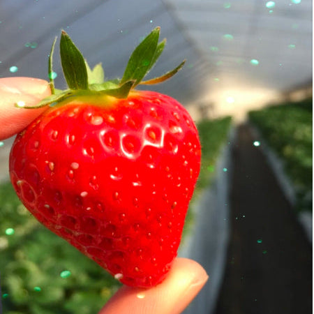 希少な赤い宝石　あすかルビー 1kg【奈良県明日香村産】