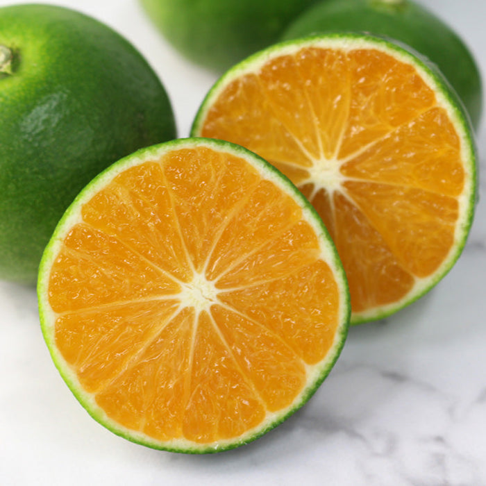 日々、真剣勝負のみかん農家が育てた 極早生みかん YN26 5kg【和歌山県有田川産】