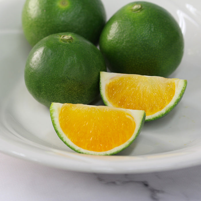 日々、真剣勝負のみかん農家が育てた 極早生みかん YN26 5kg【和歌山県有田川産】