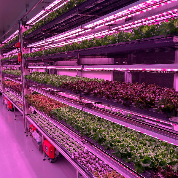 えぐみを超えた、やさしさ。毎日続く贅沢習慣 王さまケール 1.2kg【大阪府泉佐野産】