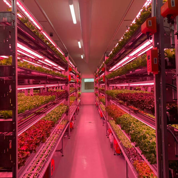 えぐみを超えた、やさしさ。毎日続く贅沢習慣 王さまケール 1.2kg【大阪府泉佐野産】