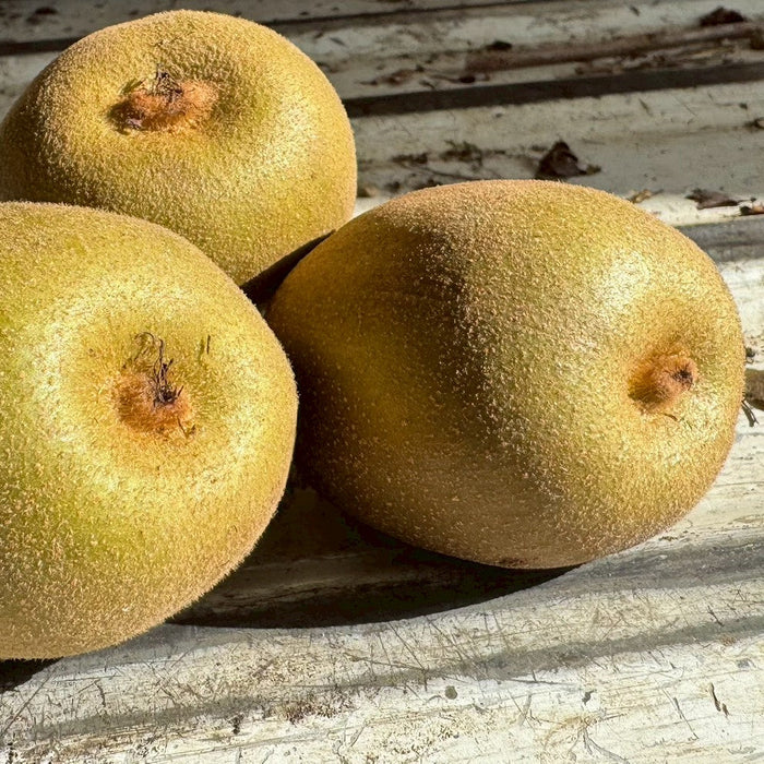 中上さん家の紅珊瑚（いちご）キウイ　【奈良県五條産】