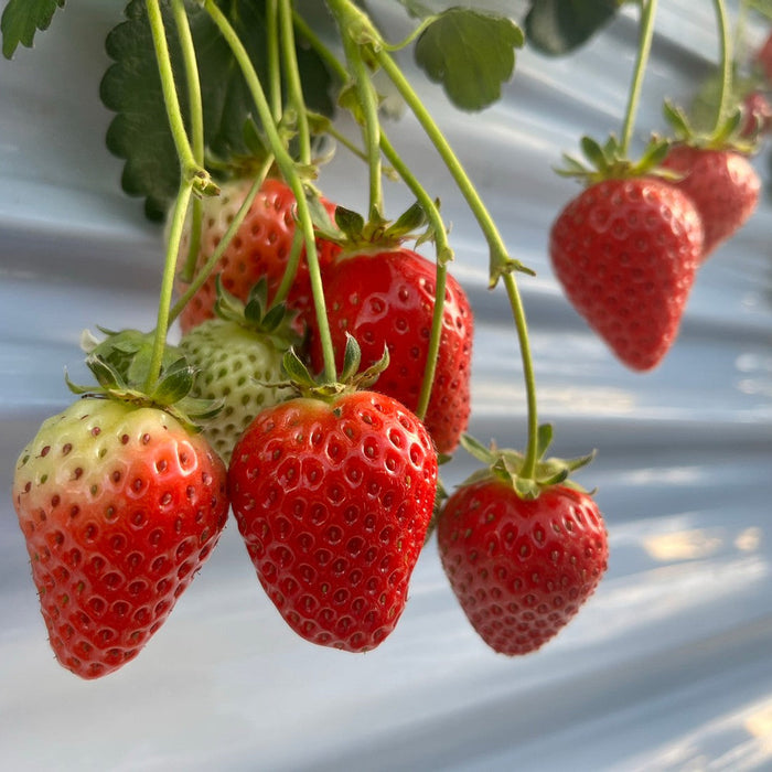 八ヶ岳の麓で採れた 紅ほっぺ 約200g×４パック入り【長野県産】