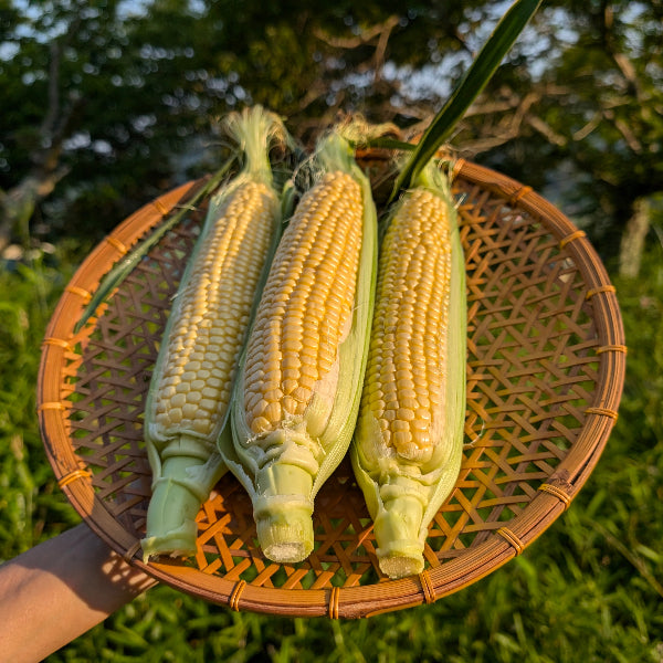 《予約販売 / 6月下旬発送》朝採れ直送、かじると果汁が弾ける とうもろこしプレミアム味来 5本【兵庫県佐用産】