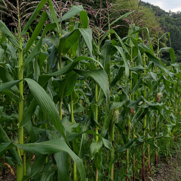《予約販売 / 6月下旬発送》朝採れ直送、かじると果汁が弾ける とうもろこしプレミアム味来 5本【兵庫県佐用産】