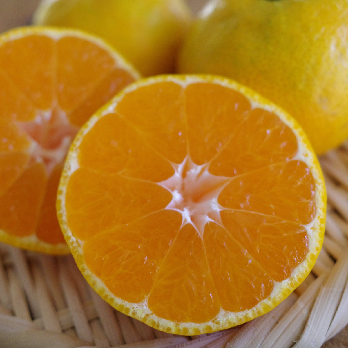 日々、真剣勝負のみかん農家が育てた 極早生みかん 大浦早生 5kg（M