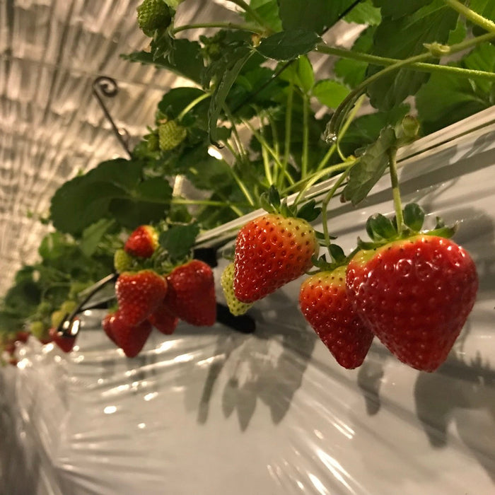 八ヶ岳の麓で採れた 紅ほっぺ 約200g×４パック入り【長野県産】