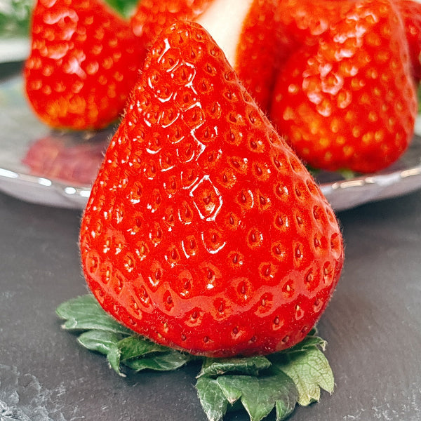 岐阜県の主力オリジナル品種 大粒苺　美濃娘 4パック【岐阜県産】