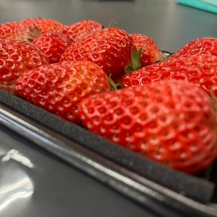 八ヶ岳の麓で採れた 紅ほっぺ 約200g×４パック入り【長野県産】