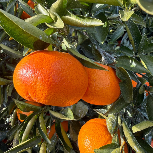 《数量限定》希少なみかん 紅ばえ 2Lサイズ　10kg【和歌山県田辺産】