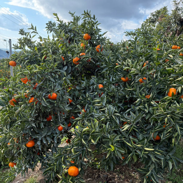 《数量限定》希少なみかん 紅ばえ 2Lサイズ　10kg【和歌山県田辺産】