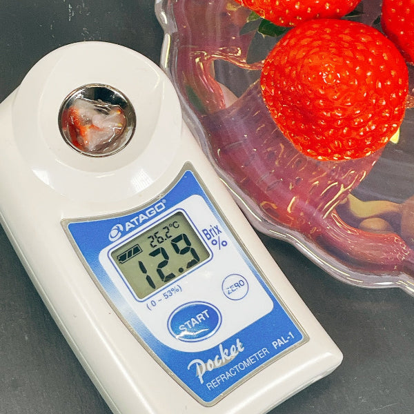 岐阜県の主力オリジナル品種 大粒苺　美濃娘 4パック【岐阜県産】