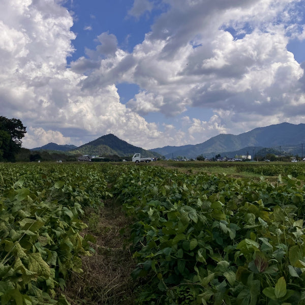 丹波産の野菜を使った自然派ジェラート 丹波栗＆黒枝豆の丹波名産セット 6個入り  化粧箱【兵庫県丹波産】