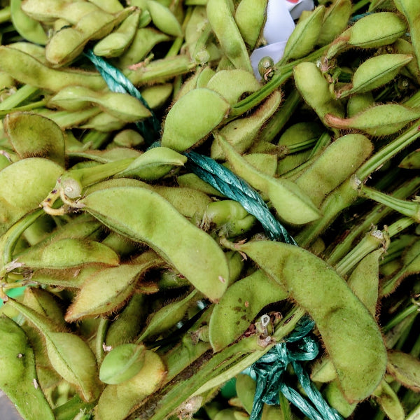 丹波産の野菜を使った自然派ジェラート 丹波栗＆黒枝豆の丹波名産セット 6個入り  化粧箱【兵庫県丹波産】
