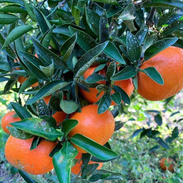 《数量限定》希少なみかん 紅ばえ 2Lサイズ　10kg【和歌山県田辺産】