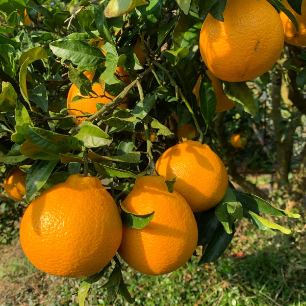 《予約販売／訳あり》贅沢みかんの不知火 8kg 【和歌山県田辺産】