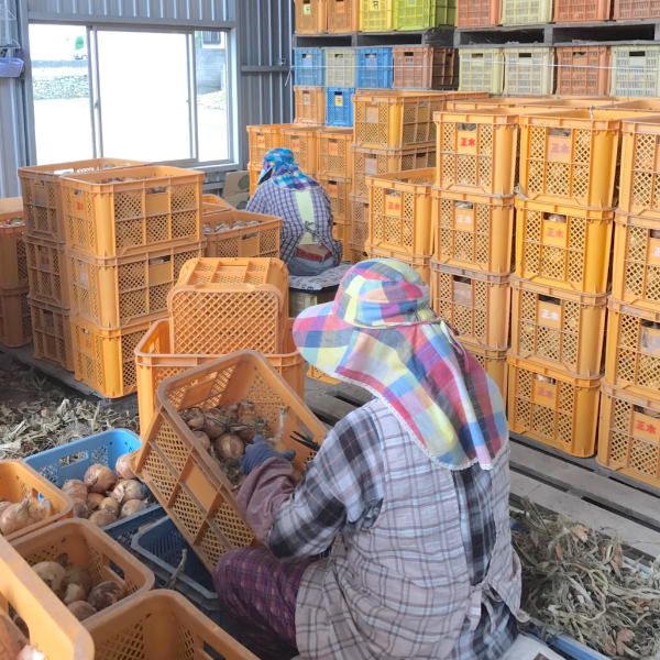 《予約販売 / 5月下旬発送》ひょうご安心ブランド認証　幻の真っ白な淡路島たまねぎ　3kg【兵庫県淡路島産】