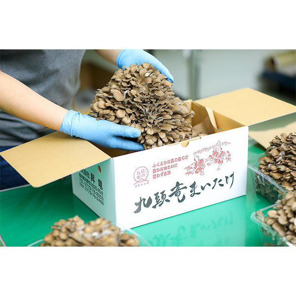 極上の舞茸 九頭竜まいたけ（2株）【福井県大野産】