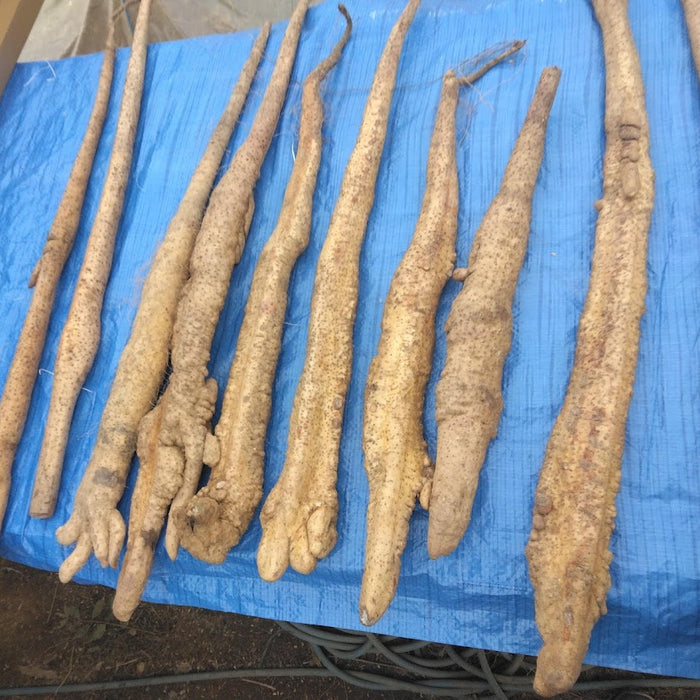 《家庭用》粘り、別格。里山が育てた極上自然薯　飛鳥自然薯 一白 -IPPAKU- 150g【奈良県明日香村産】