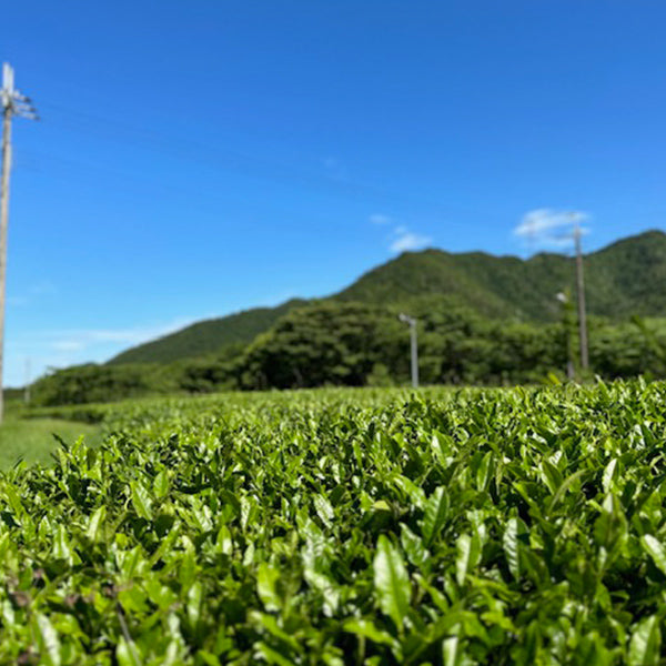 高級煎茶　翠（みどり）詰合せ【兵庫県丹波篠山産】