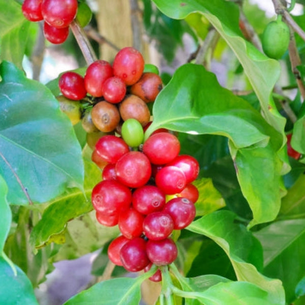 姫路珈琲物語　浅煎りインスタントコーヒー50g【ベトナム産】