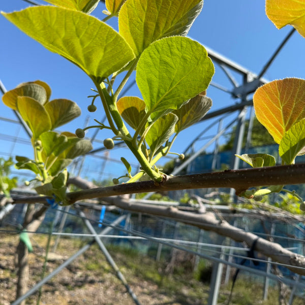 中上さん家の紅珊瑚（いちご）キウイ　【奈良県五條産】