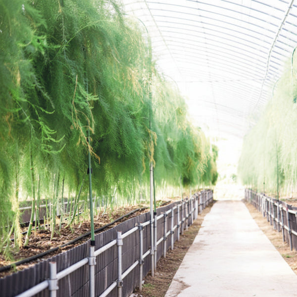 噂のアスパラガス　さぬきのめざめ　1㎏【香川県三豊産】