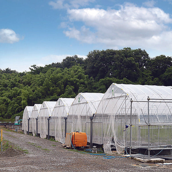 噂のアスパラガス　さぬきのめざめ　1㎏【香川県三豊産】